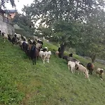 Alpenzeit דירה *