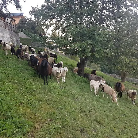 Alpenzeit Апартаменты *